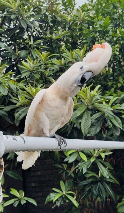 Moluccan cockatoo
