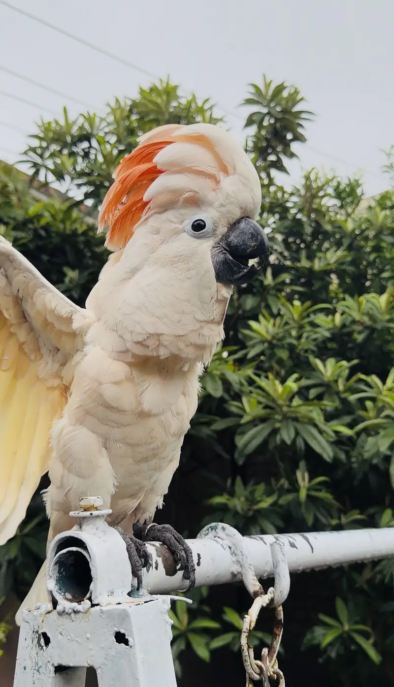 Moluccan cockatoo — photo 2