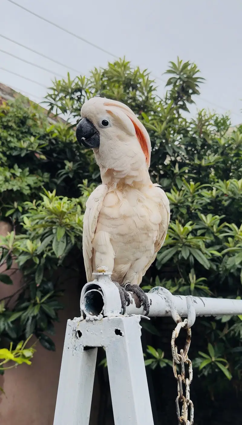 Moluccan cockatoo — photo 4