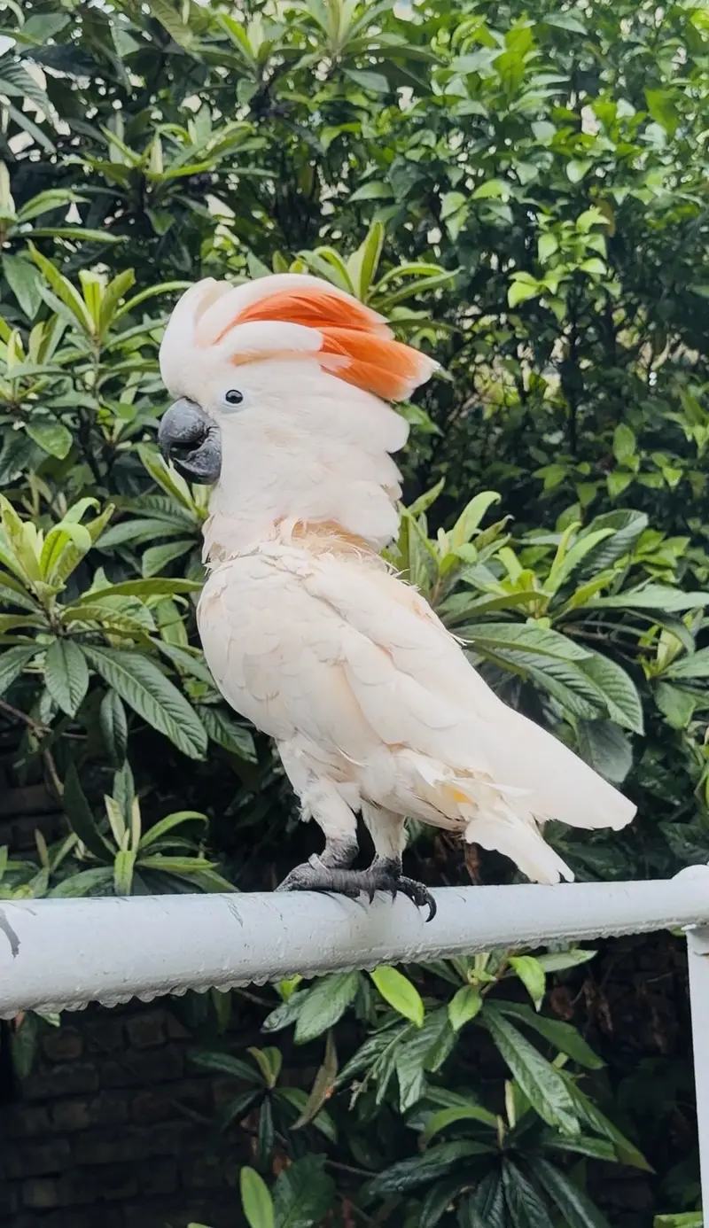 Moluccan cockatoo — photo 5