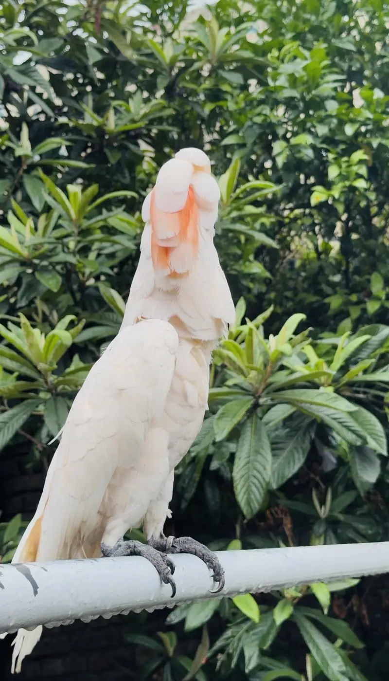 Moluccan cockatoo — photo 6