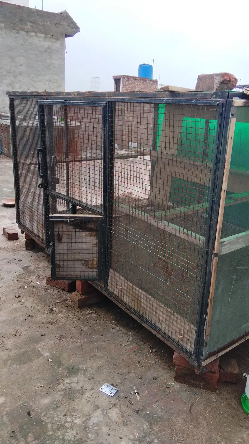 iron cage — photo 5