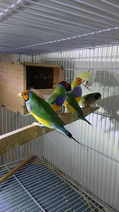 Goldian Breeder pairs