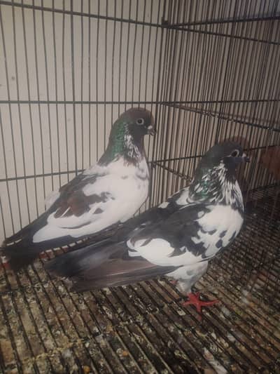 breedar pair peshori black 