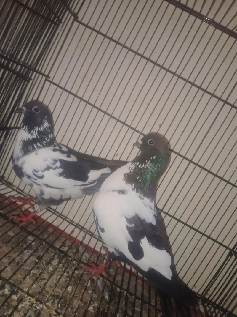 breedar pair peshori black  — photo 2