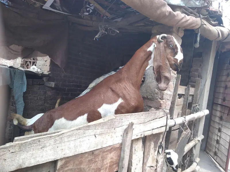 Goats for sale