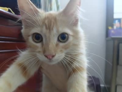 kittens for adoption