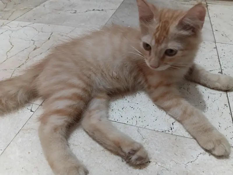 kittens for adoption — photo 2