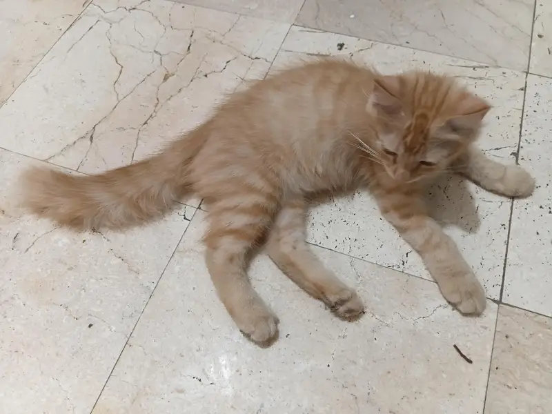 kittens for adoption — photo 3