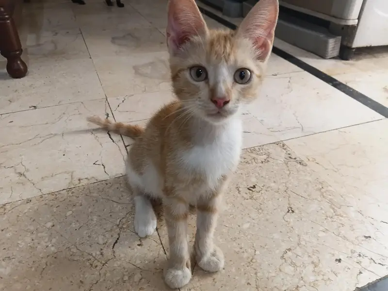 kittens for adoption — photo 4