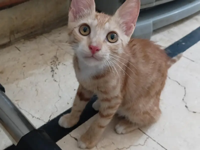 kittens for adoption — photo 5