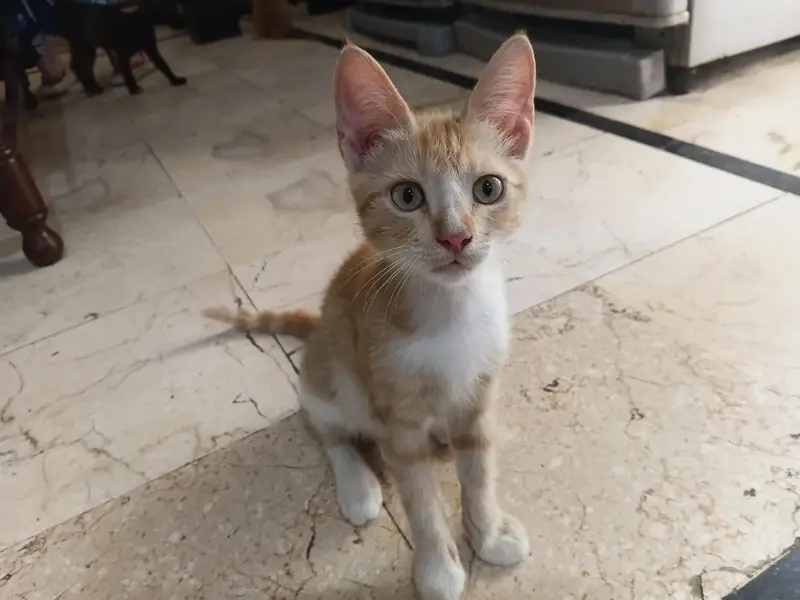 kittens for adoption — photo 6