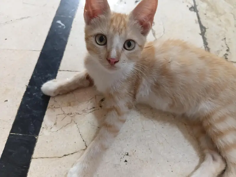 kittens for adoption — photo 7