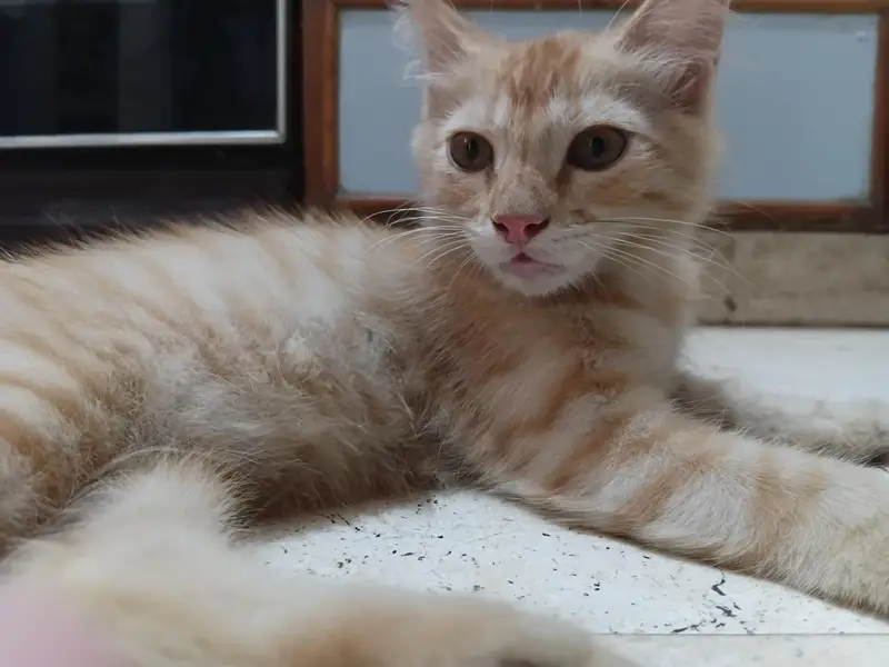 kittens for adoption — photo 8