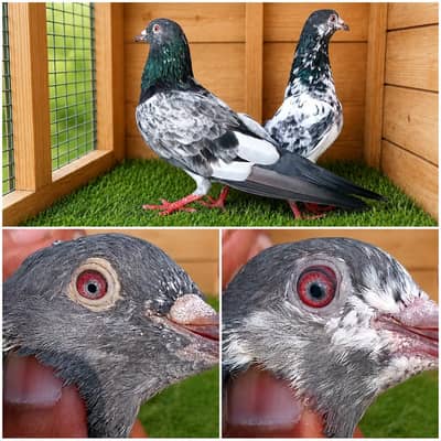 high flyer pigeon Whatsapp 03290705204