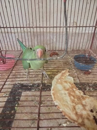 aik full handtamed green parrot aur 2 pair with eggs and cage 4 sale
