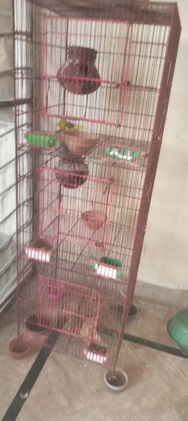 aik full handtamed green parrot aur 2 pair with eggs and cage 4 sale — photo 2
