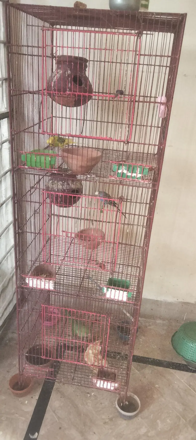 aik full handtamed green parrot aur 2 pair with eggs and cage 4 sale — photo 3