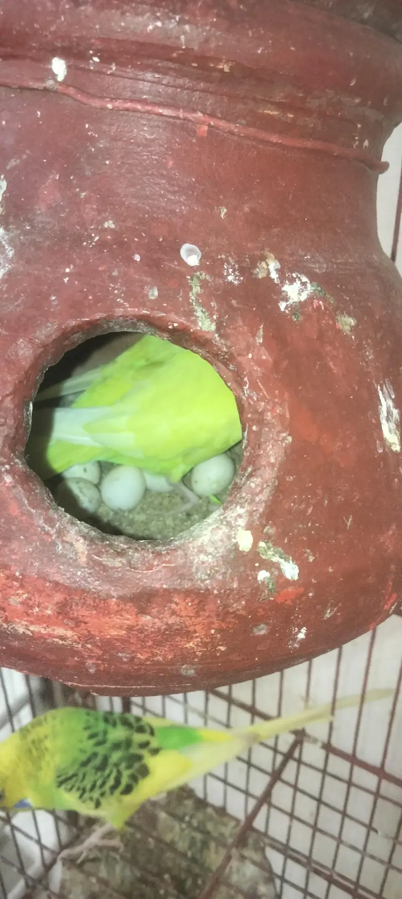 aik full handtamed green parrot aur 2 pair with eggs and cage 4 sale — photo 4