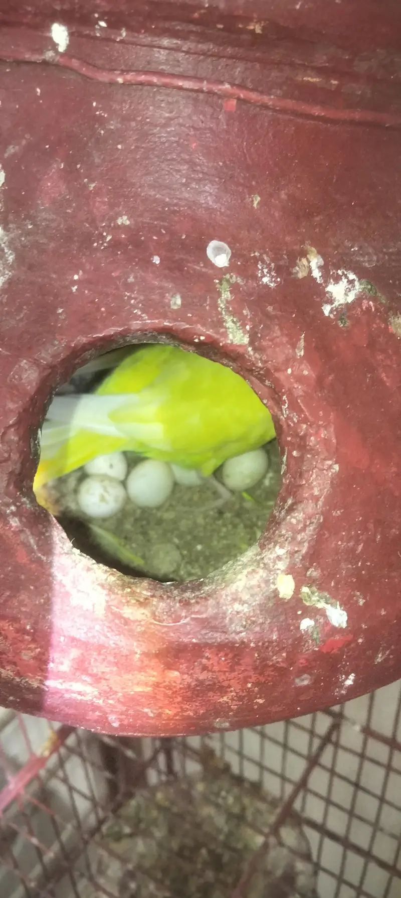 aik full handtamed green parrot aur 2 pair with eggs and cage 4 sale — photo 5