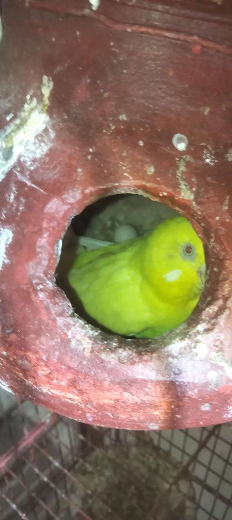 aik full handtamed green parrot aur 2 pair with eggs and cage 4 sale — photo 6