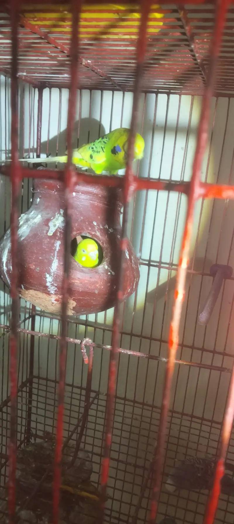 aik full handtamed green parrot aur 2 pair with eggs and cage 4 sale — photo 7