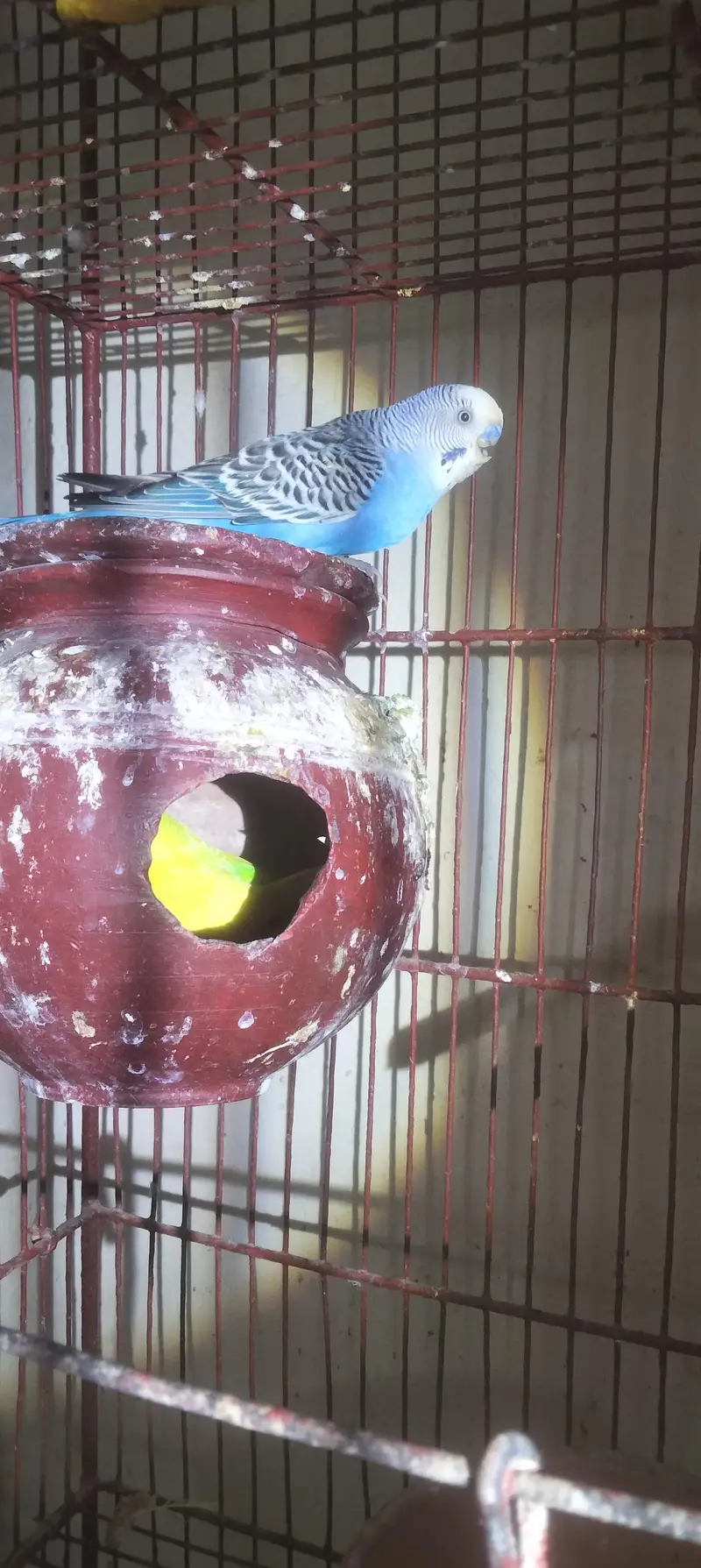 aik full handtamed green parrot aur 2 pair with eggs and cage 4 sale — photo 8