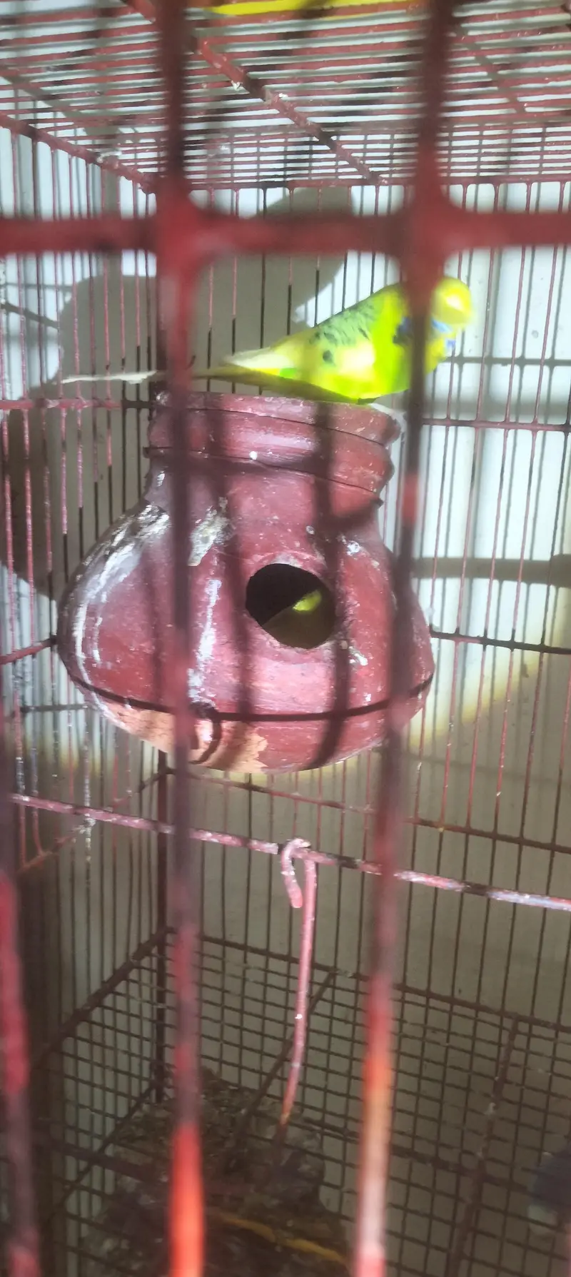 aik full handtamed green parrot aur 2 pair with eggs and cage 4 sale — photo 9