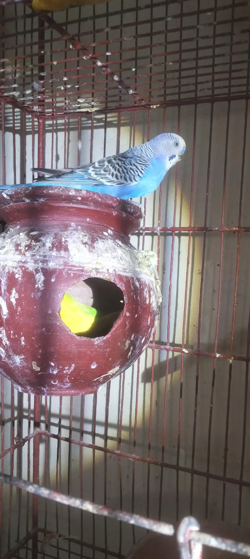 aik full handtamed green parrot aur 2 pair with eggs and cage 4 sale — photo 10