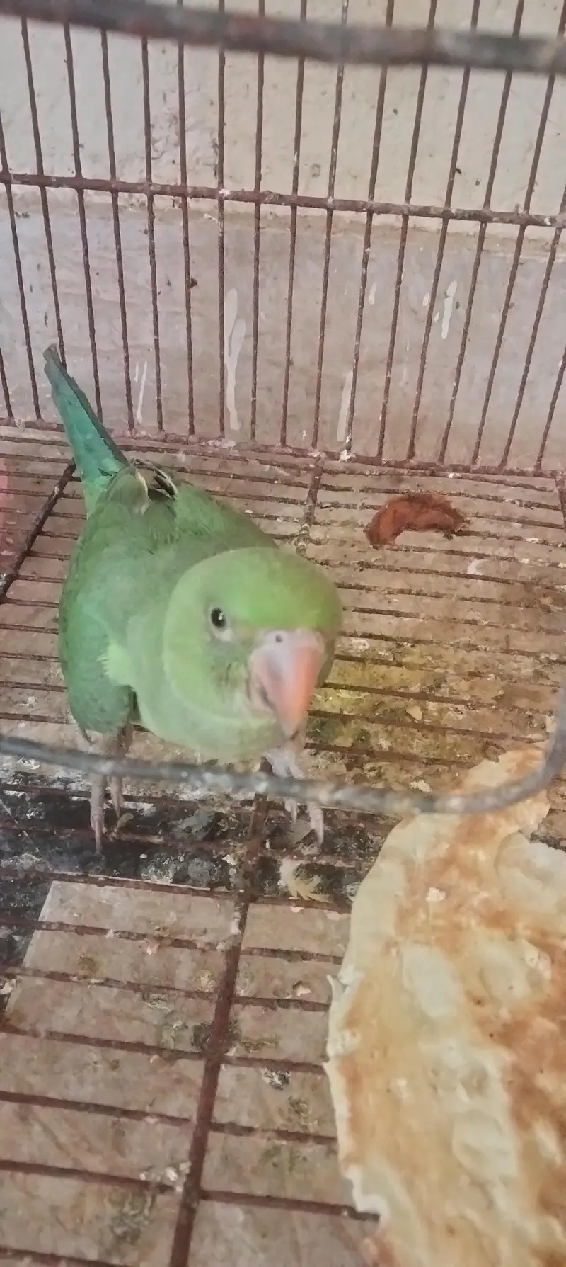aik full handtamed green parrot aur 2 pair with eggs and cage 4 sale — photo 11