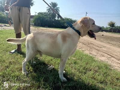 Labrador male for sale