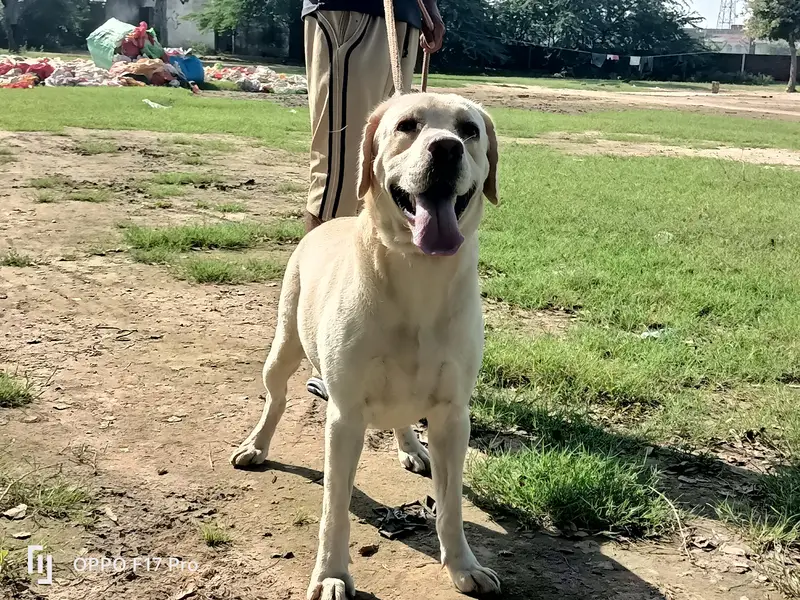 Labrador male for sale — photo 2