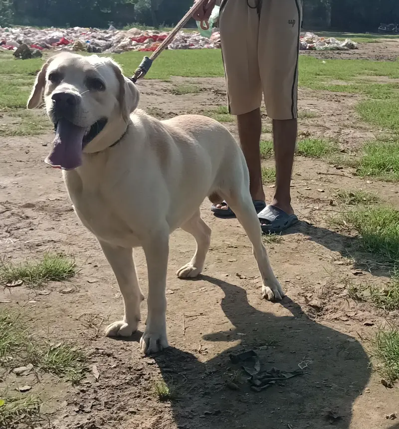 Labrador male for sale — photo 3