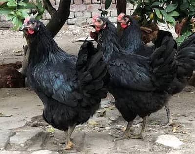lohman black hen's sale