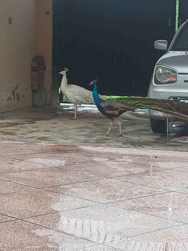 peacock 0