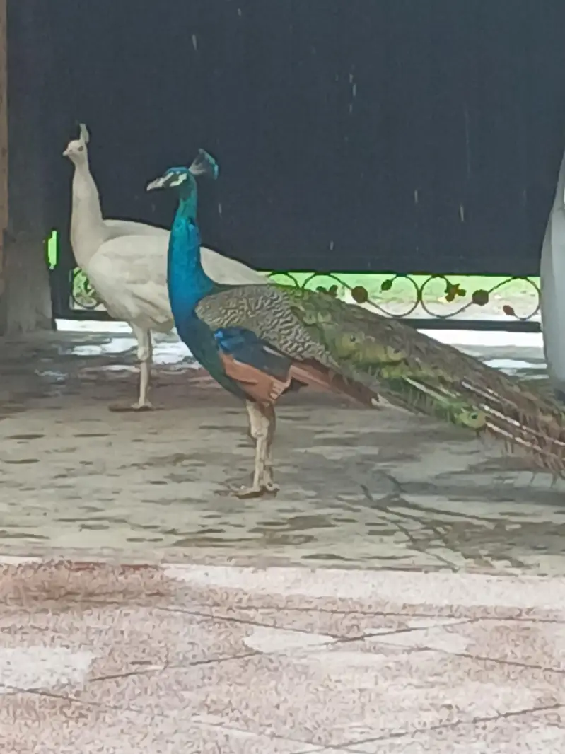 peacock — photo 2
