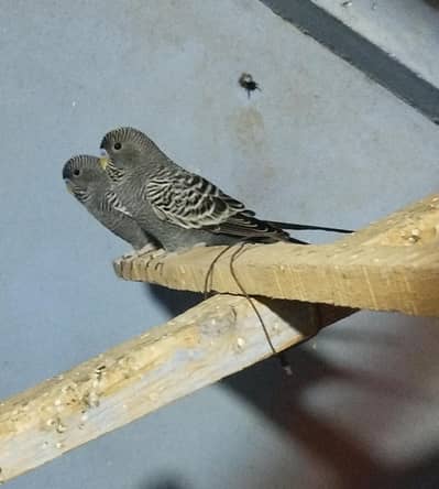 Gray Black face Double Factor male