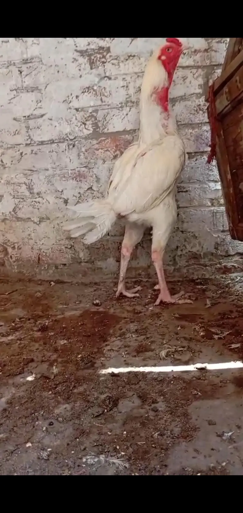 2 male 4 females ha — photo 3