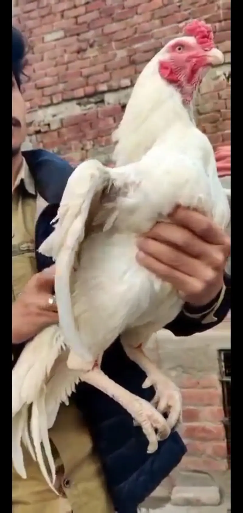 2 male 4 females ha — photo 5