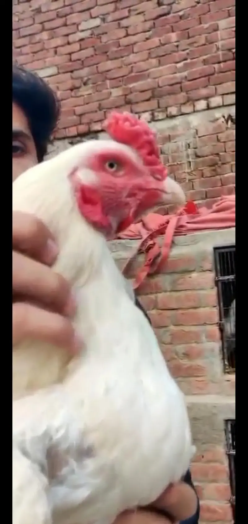 2 male 4 females ha — photo 6