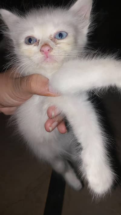 female kittens
