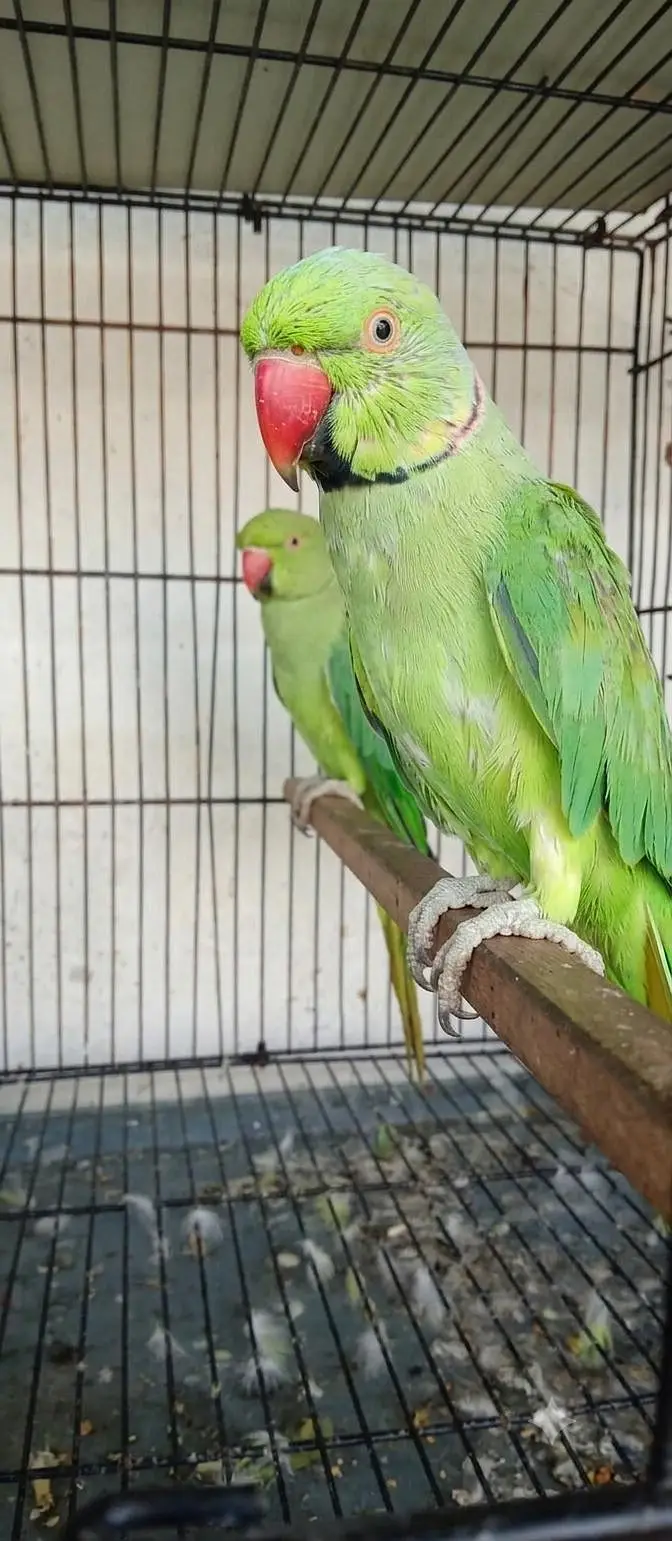 Ringneck 100% breeder pair for sale — photo 2