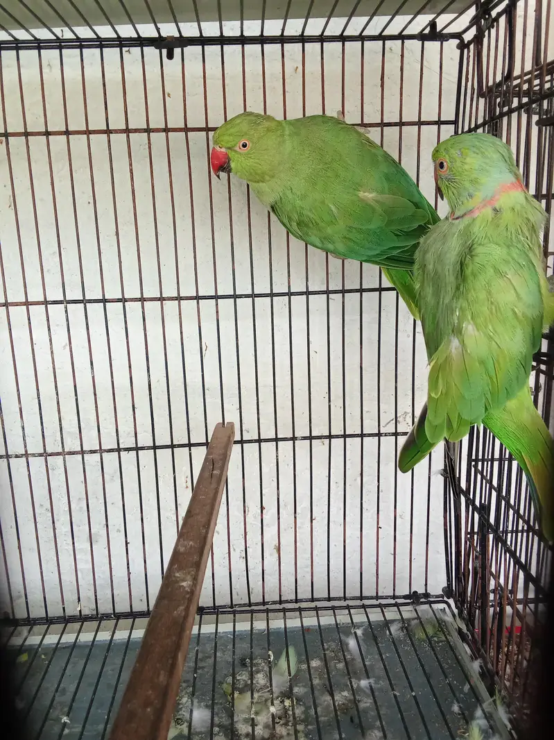 Ringneck 100% breeder pair for sale — photo 3