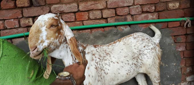 3 (Maki chini) First timer pregnant goat