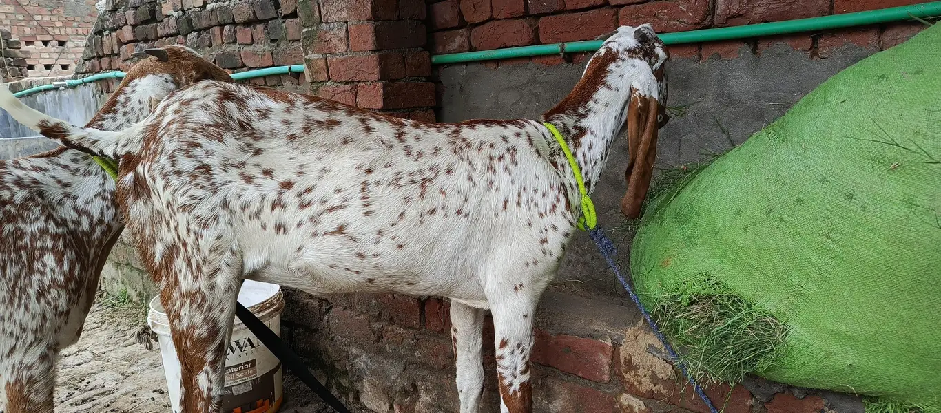 3 (Maki chini) First timer pregnant goat — photo 2