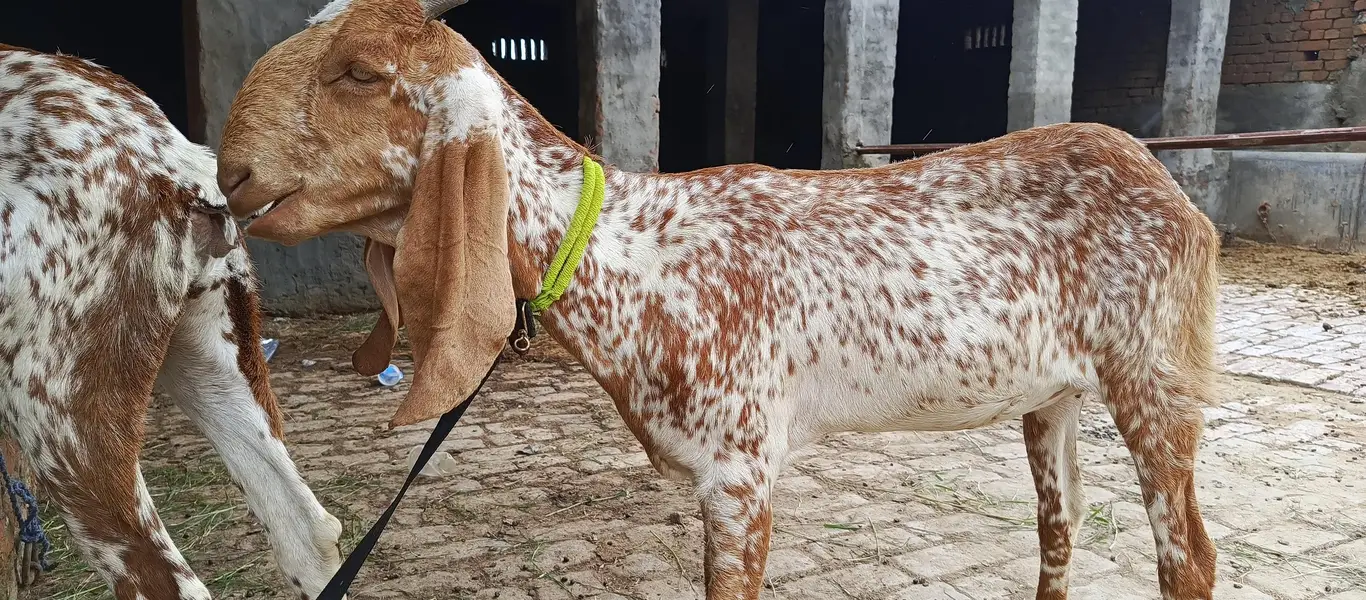 3 (Maki chini) First timer pregnant goat — photo 3