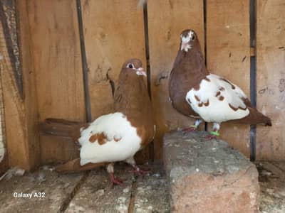 sherazi breeder pairs