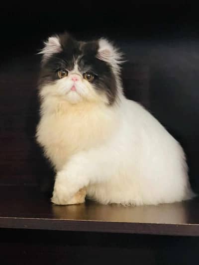 Cfa Bloodline male only Matting