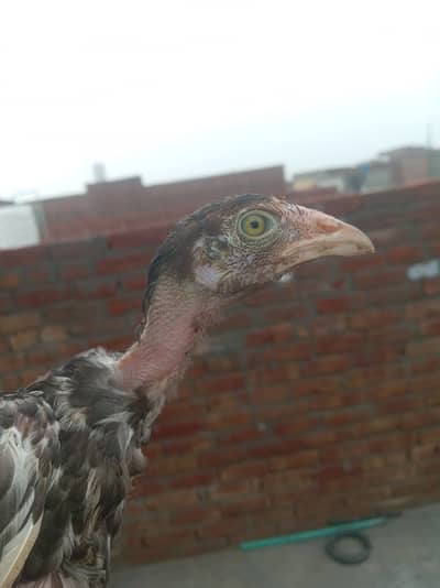 Bahtreen bangum female only in 3000 and less available