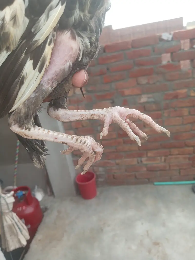Bahtreen bangum female only in 3000 and less available — photo 2